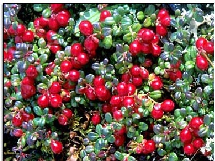 Cranberry ou Oxicoco – Benefícios à Saúde e Contra Indicações Cranberry ou Oxicoco – Benefícios à Saúde e Contra Indicações